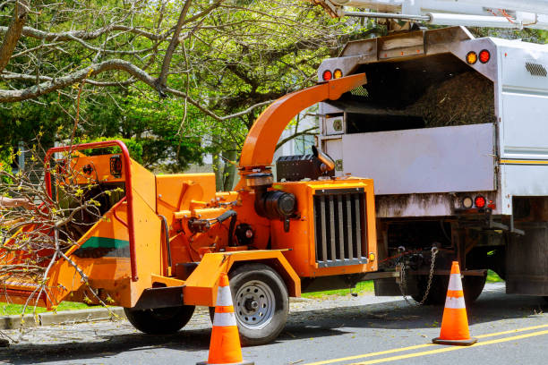 High Springs, FL Tree Removal and Landscaping Services Company